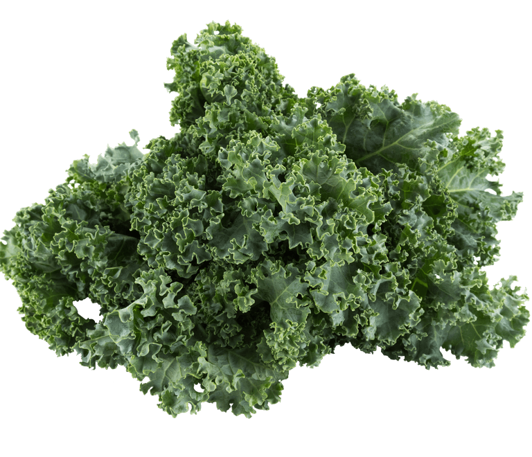 Kale Dwarf Blue - Rise Gardens